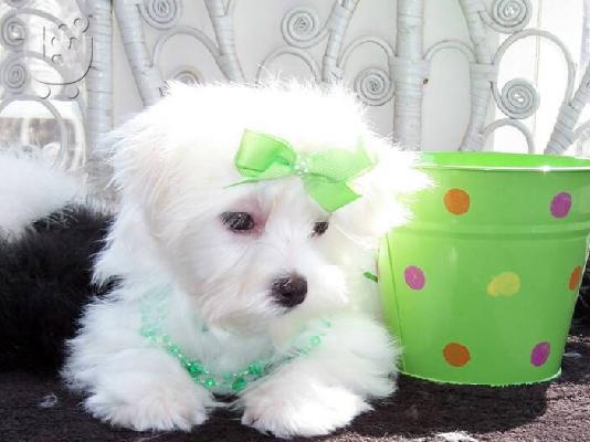 PoulaTo: Maltese Toy